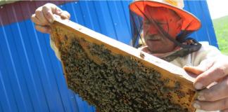 Рекомендации по созданию пчеловодческого бизнеса и расчет прибыли