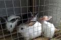 Разведение кроликов как бизнес: организуем ферму